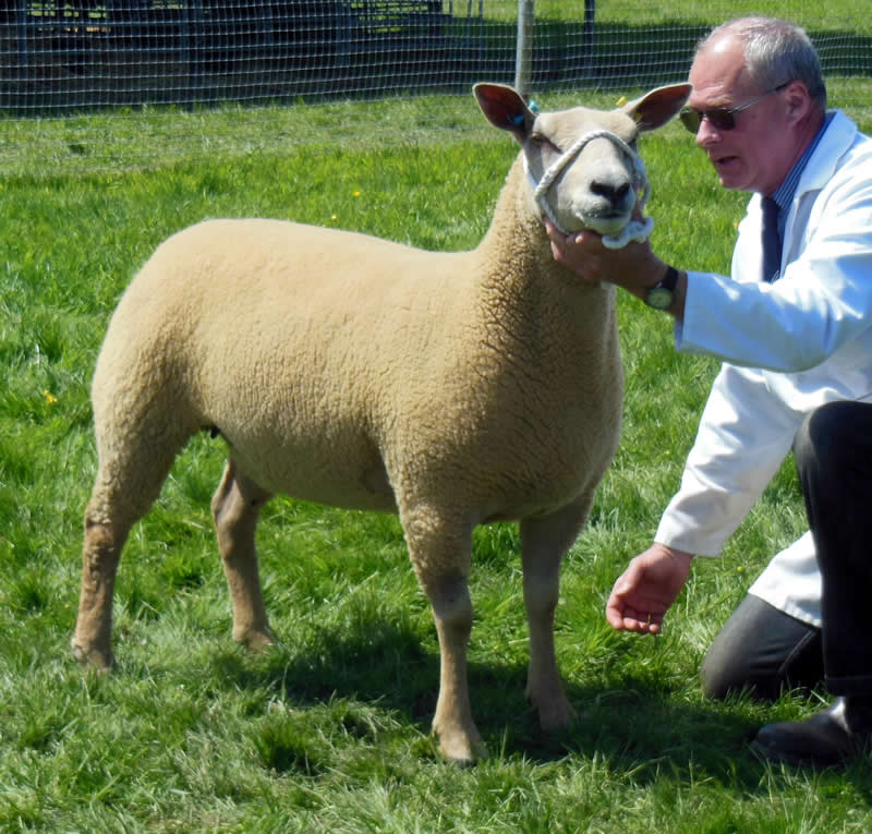 Edstaston Madison Supreme Champion Charollais Stafford County Show 2013